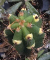 Trichocereus bridgesii pure species yellow.jpg