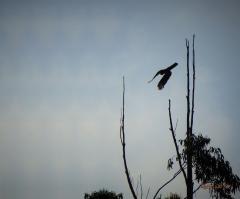 More information about "cockatoo g.jpg"