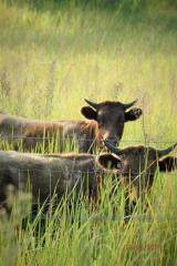 More information about "cows fo.jpg"