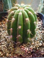 Trichocereus validus / valida 'Fields shed'