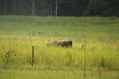 Bull in the heather