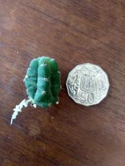 Rooted tiny pup!
