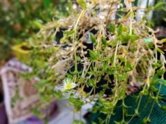 Sceletium tortuosum flower