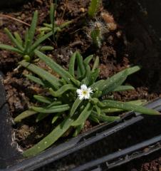 Delosperma bosseranum flower