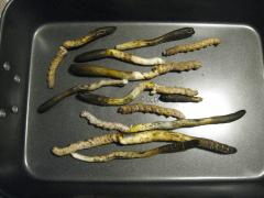 Cordyceps gunnii