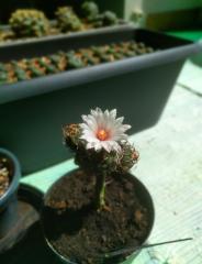 Turbinicarpus macrochele