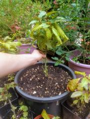 Year Old Kratom Seedling