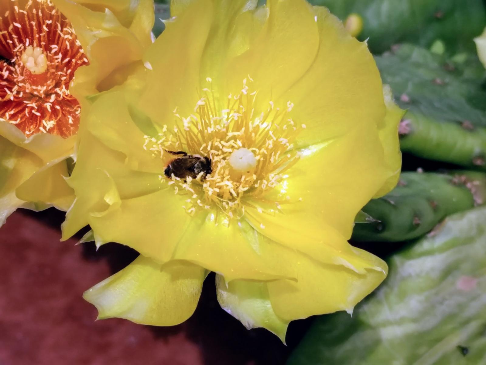 Bee putting in work on Opuntia