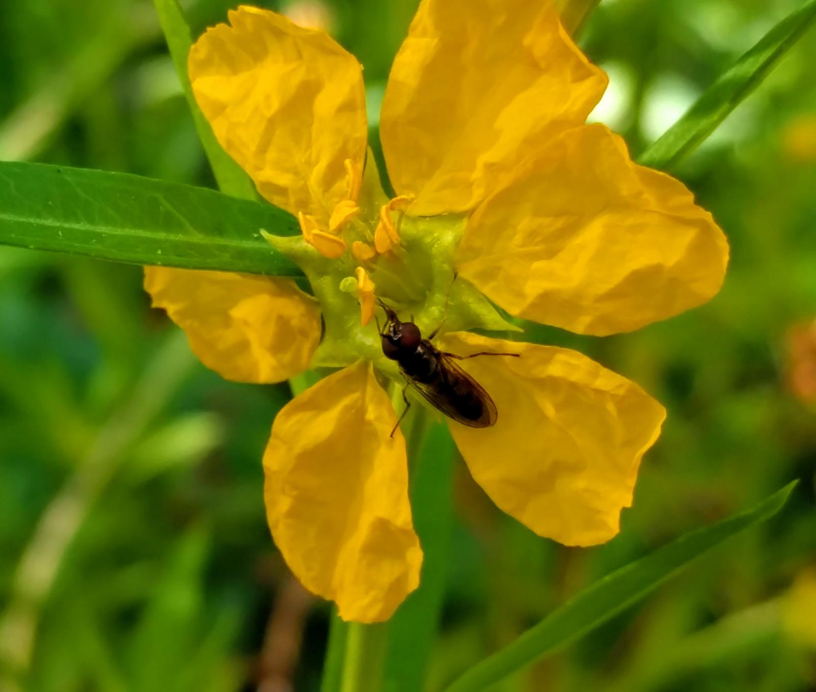 Sinicuichi pollination