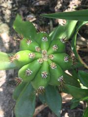 Trichocereus scopulicola x Trichocereus terscheckii 3.jpg