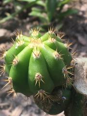 Trichocereus scopulicola xTrichocereus terscheckii 383.jpg