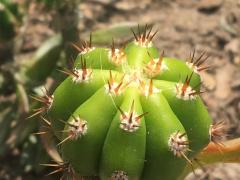 Trichocereus scopulicola xTrichocereus terscheckii 4382.jpg