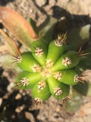 TrichocereusscopulicolaxTrichocereusterscheckii377.jpg