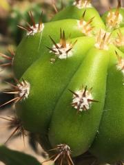 Trichocereus scopulicola x Trichocereus terscheckii 36.jpg