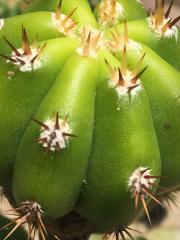 Trichocereus scopulicola x T. tersscheckii 37.jpg