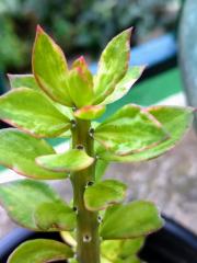 Variegated Pereskiopsis Clone from Czech Republic