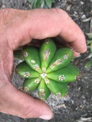 Trichocereus scopulicola x Trichocereus terscheckii