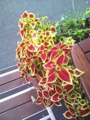 Coleus Blumei