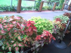 Coleus