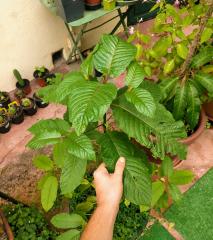 Year & a half Kratom seedling