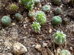 Titty cactus (Myrtillocactus geometrizans f. monstrose)