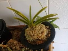 (Vanda) Neofinetia falcata.jpg