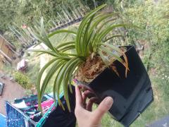 (Vanda) Neofinetia rainbow forest