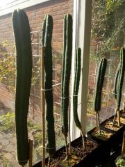 Different angle of worlds tallest graft
