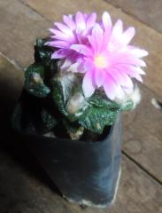 ariocarpus.JPG