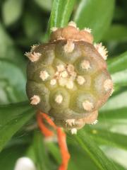 Lophophora hybrid226.jpg