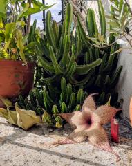 Stapelia gigantea bloom