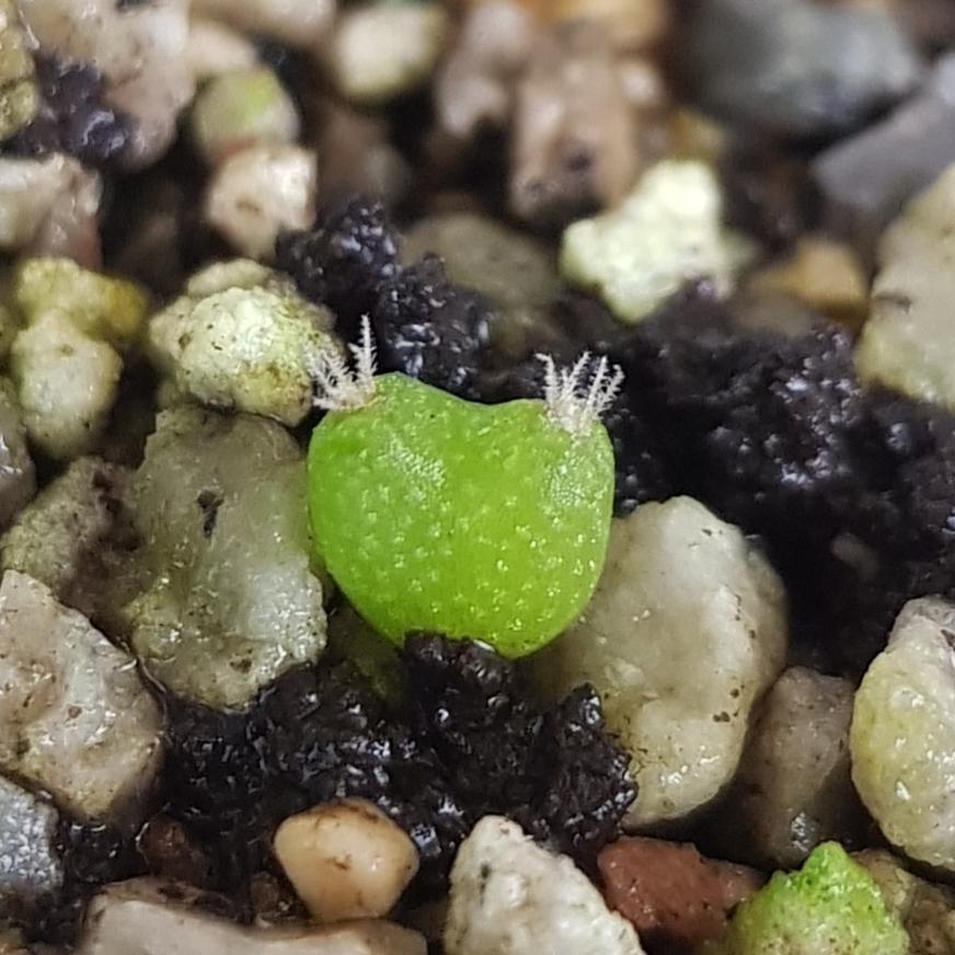 Cacti Seedlings