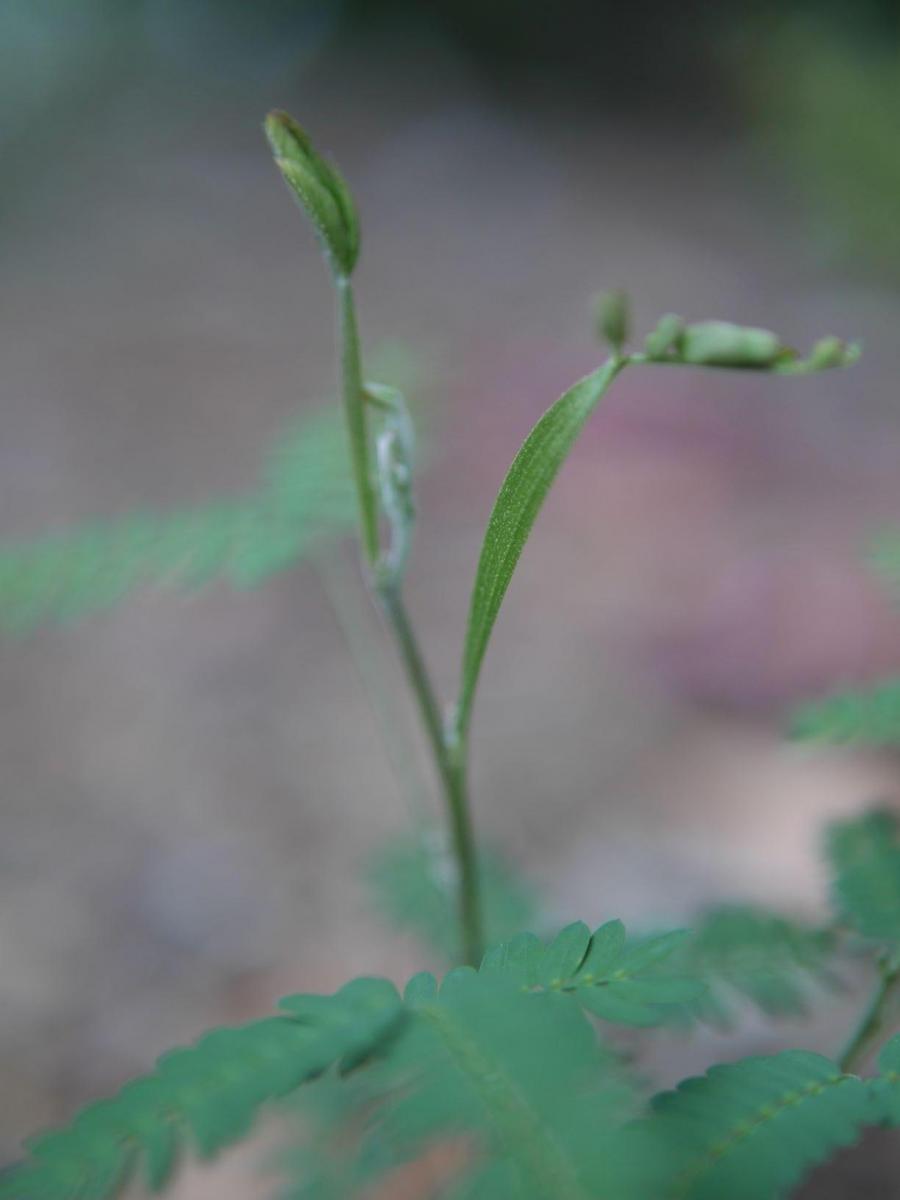 Acacia ident?