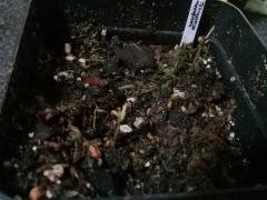 Tetrapterys methystica germination