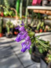 Salvia recognita in bloom