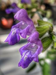 Salvia recognita in bloom