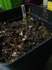 Tetrapterys methystica germinating