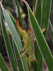 acuminata katydid.jpg