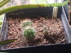 Trichocereus tacaquirensis EG#2