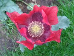 Papaver somniferum :p