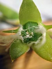 Sceletium seed pod