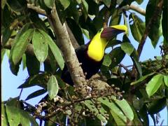 Toucan (Swainson?) eats from The Lightening Tree