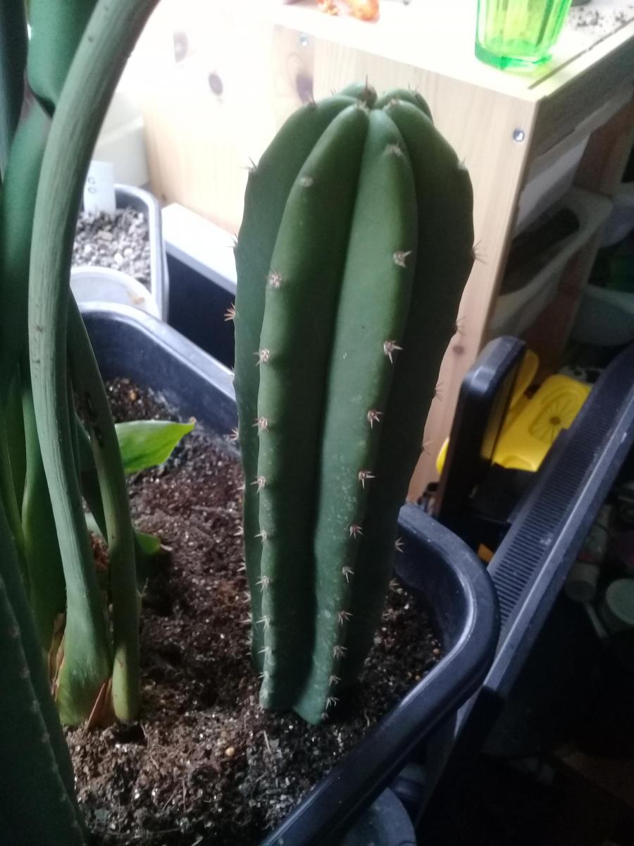 Trichocereus scopulicola 'Harry' -spiny scop -came labelled as pachanoi -maybe possible hybrid?