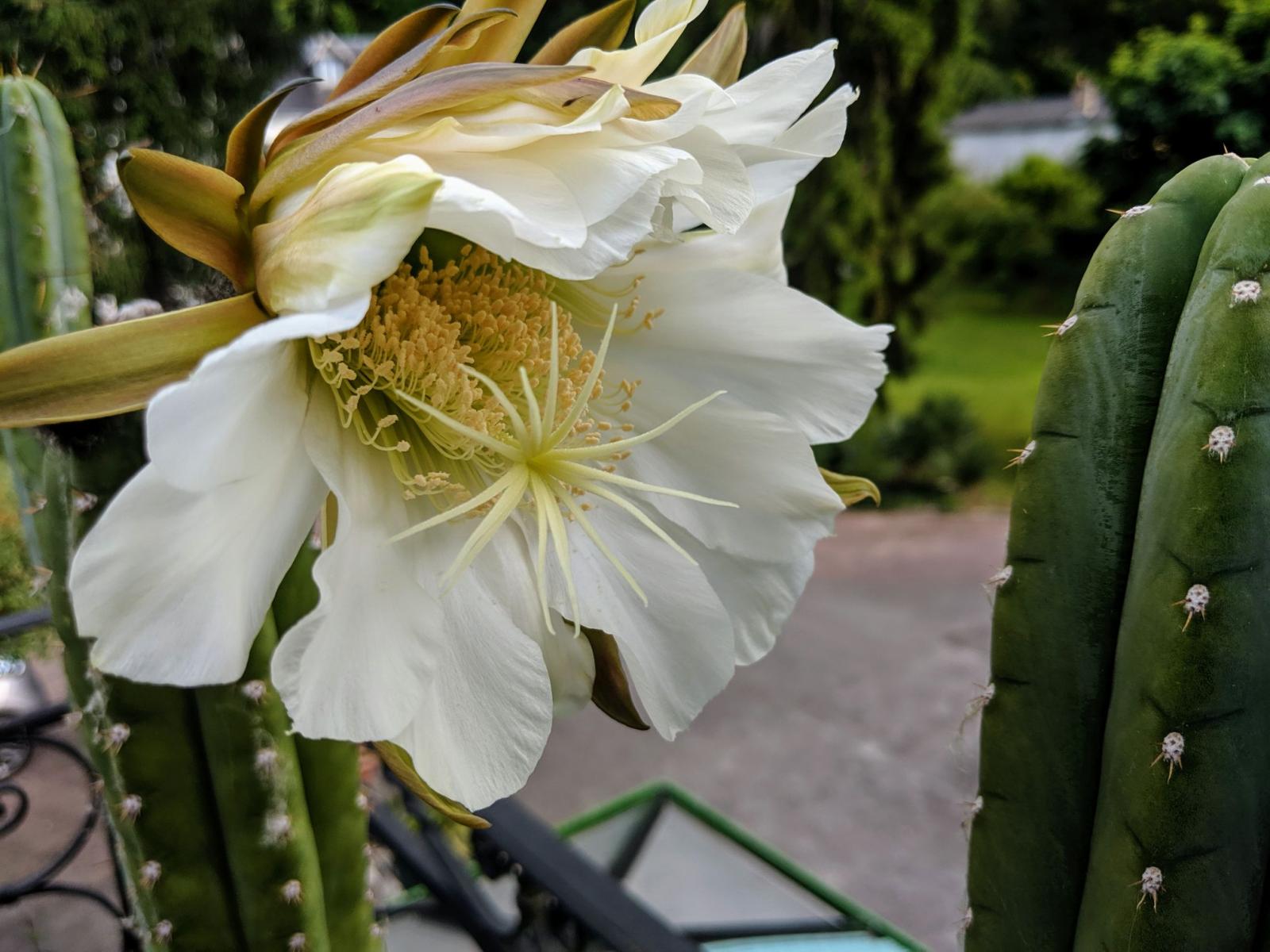 Pachanoi Flower