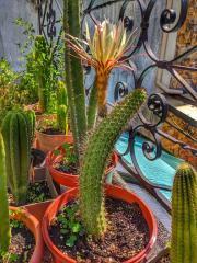 Trichocereus thelogonus