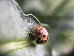 Ladybird & Culebra