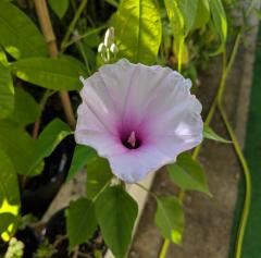 Ipomoea carnea