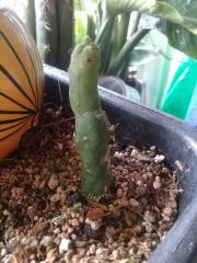 Trichocereus_bridgesii_monstruose_'Maurizia'.jpg