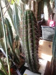 Trichocereus_taquimbalensis_'Ai_Papi'.jpg