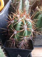 Trichocereus_taquimbalensis_'Bebita'.jpg